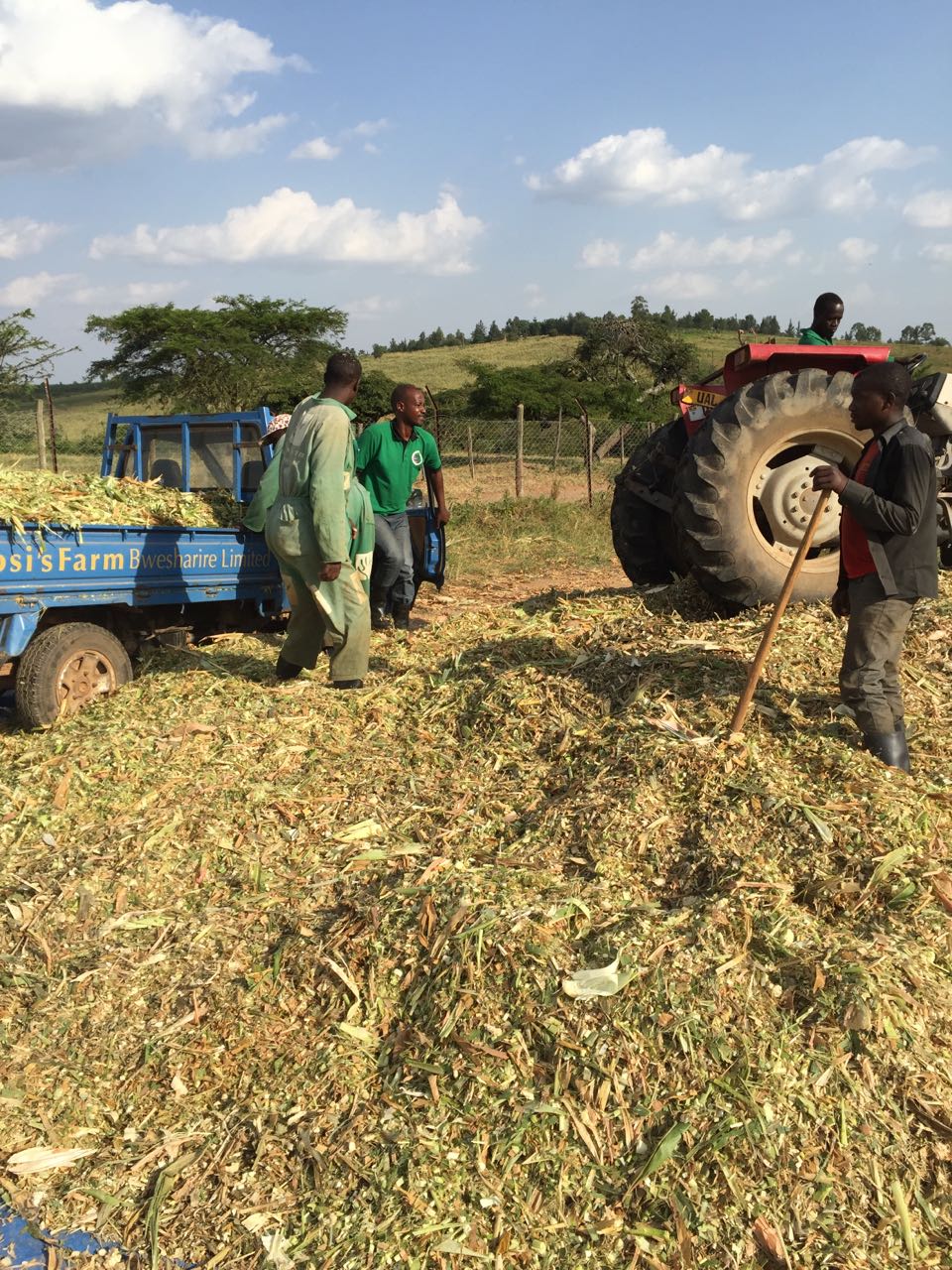 Silage Season At Tomosi's Farm Silage Season At Tomosi's Farm